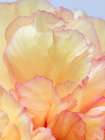 USA, Washington State, Seabeck. Tree peony blossom close-up. Art Print